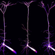 Image for article titled Marvel at 2013's best microscopic photography